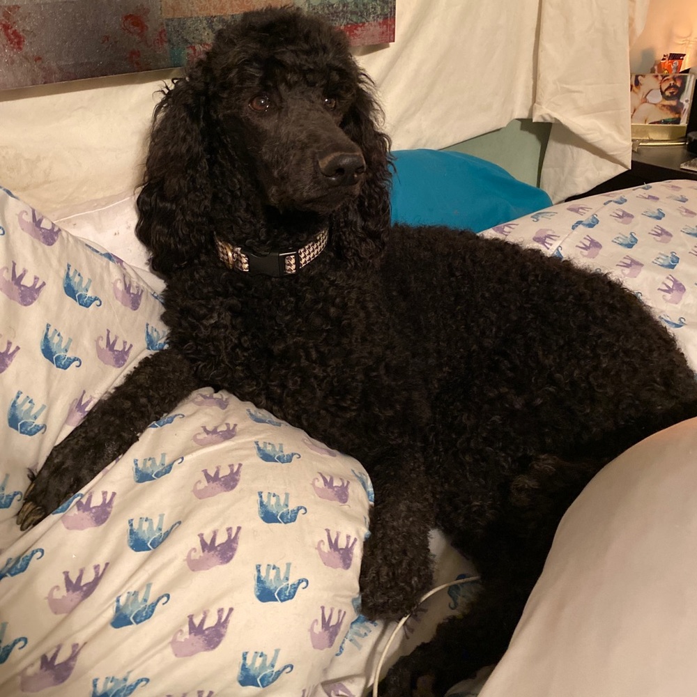 Meet your Posher, Tavia marie